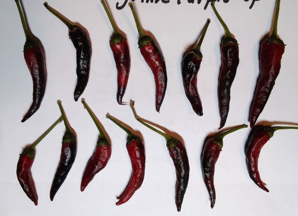 Răsad Ardei - Cayenne Purple Up