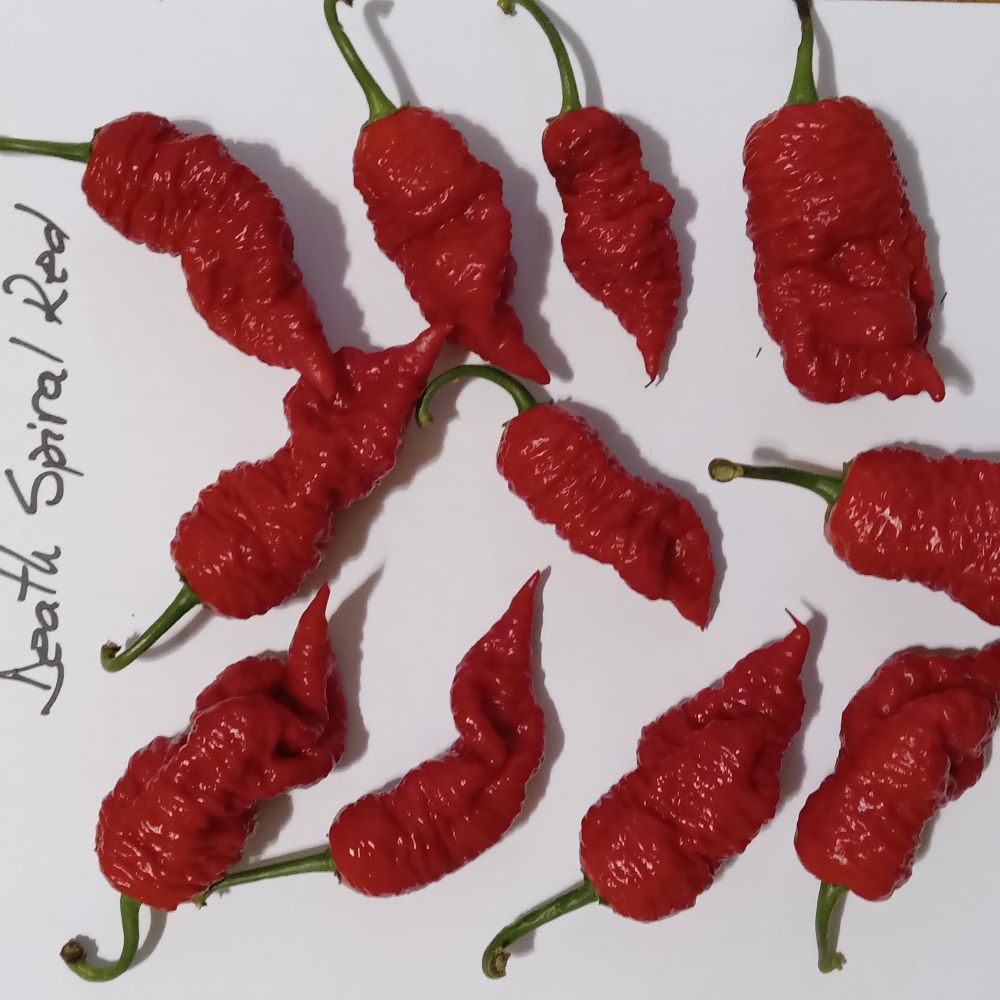 Răsad Ardei - Death Spiral Red