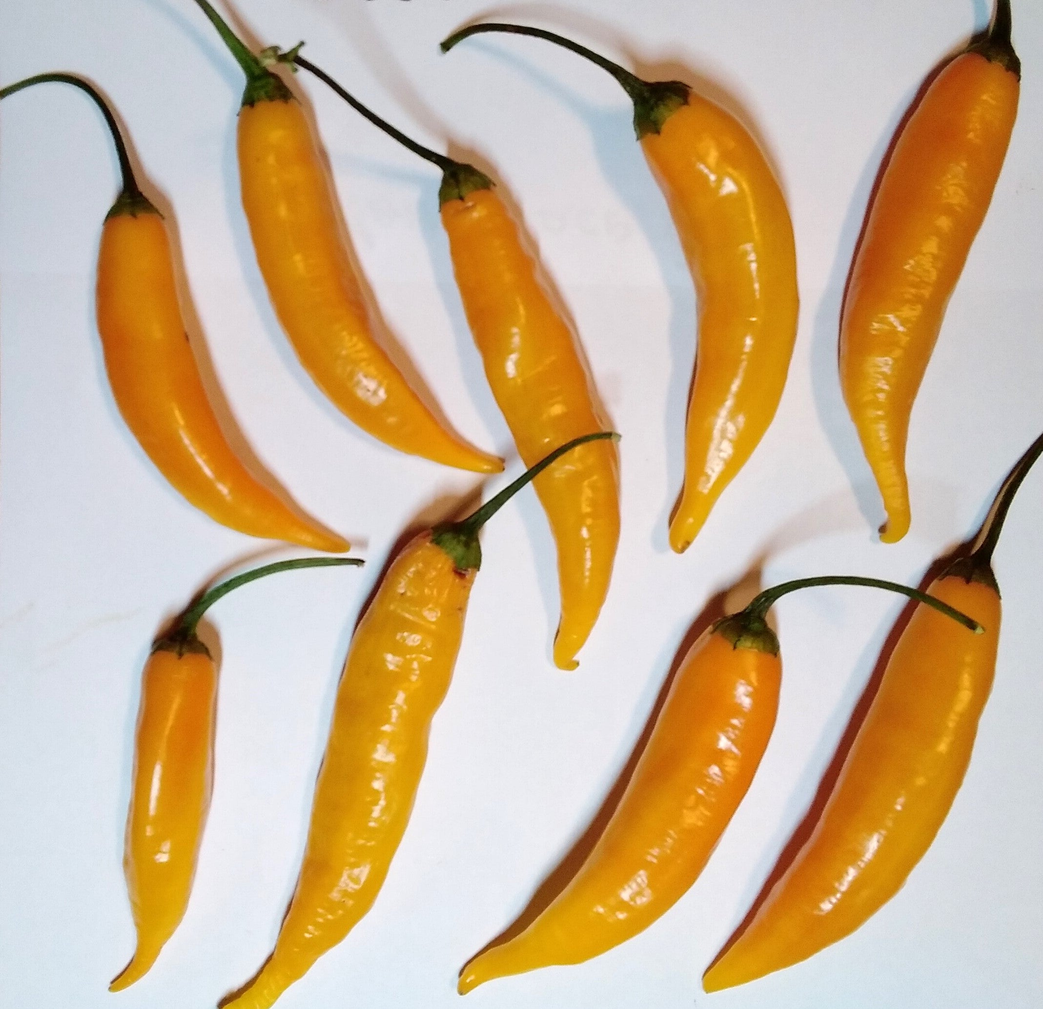 Pepper Seedling - Dedo da Moca