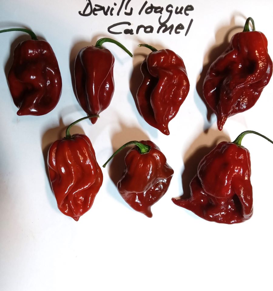 Pepper Seedling - Devil's Tongue Caramel