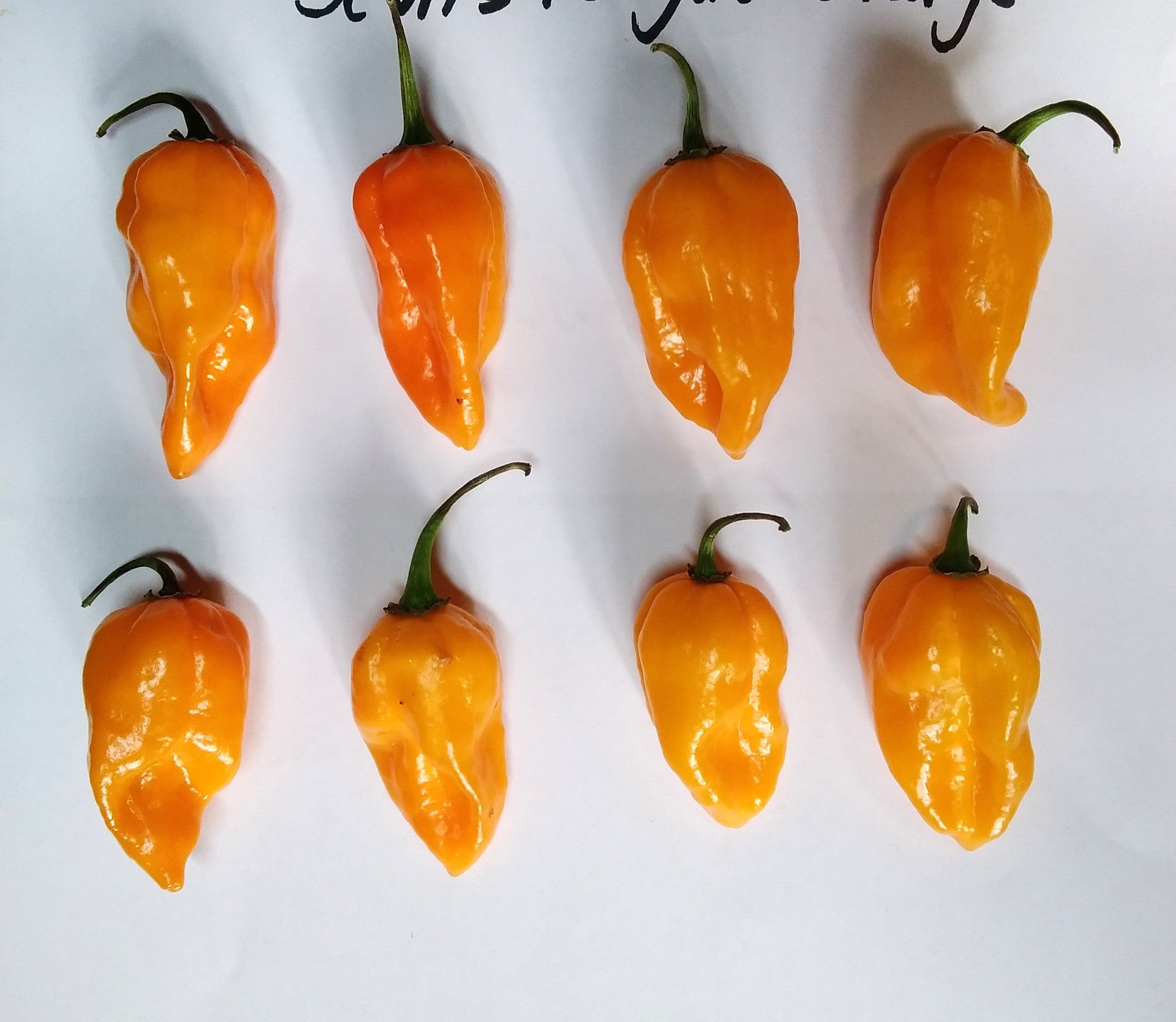 Pepper Seedling - Devils Tongue Orange