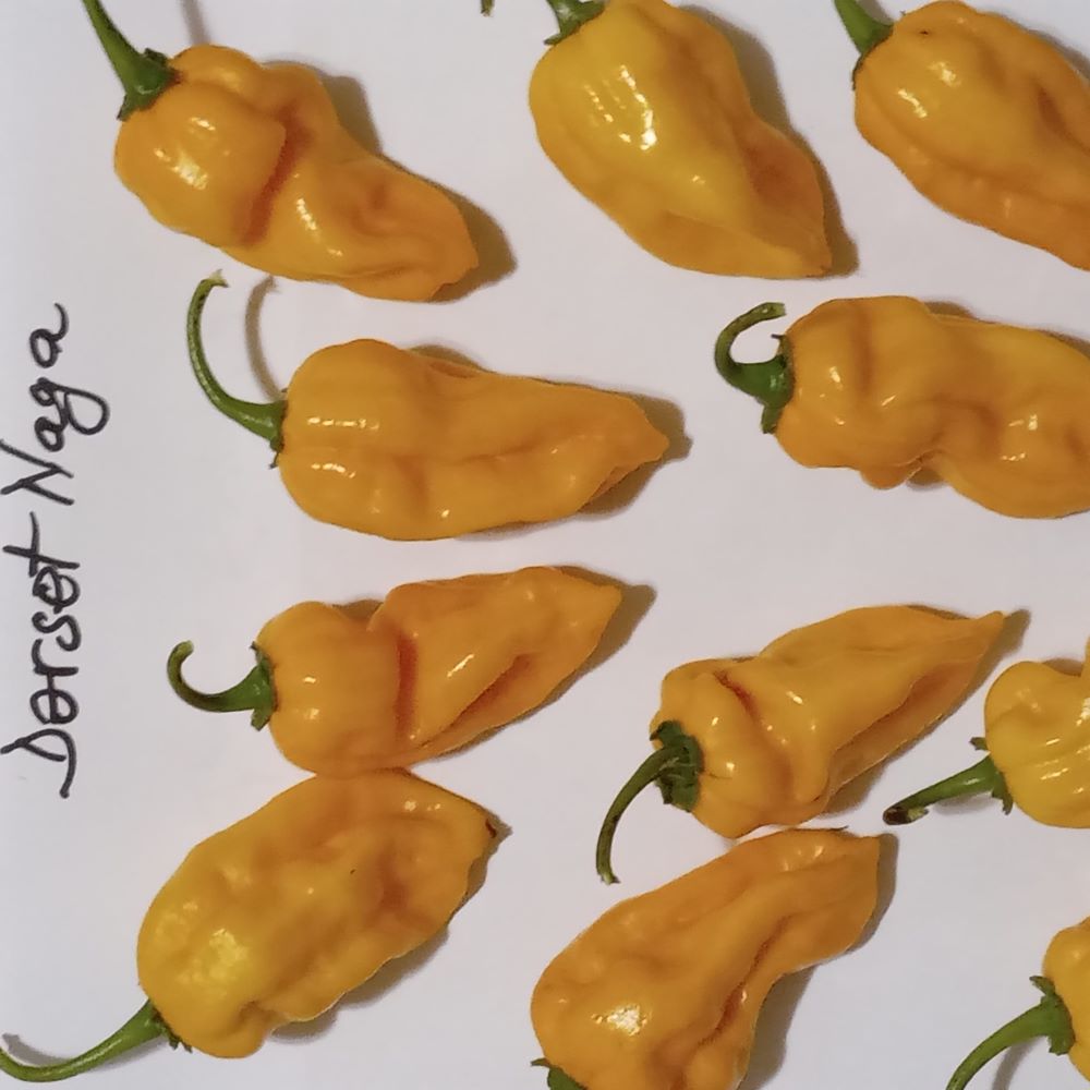 Pepper Seedling - Dorset Naga Orange