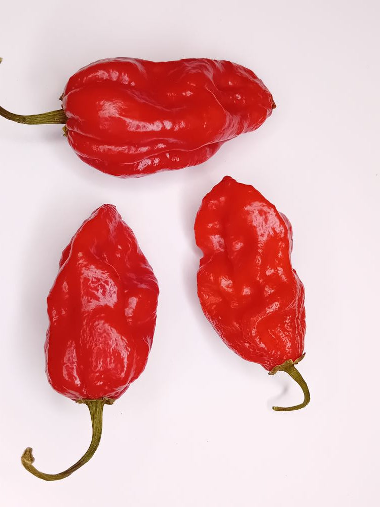 Pepper Seedling - Dorset Naga Red