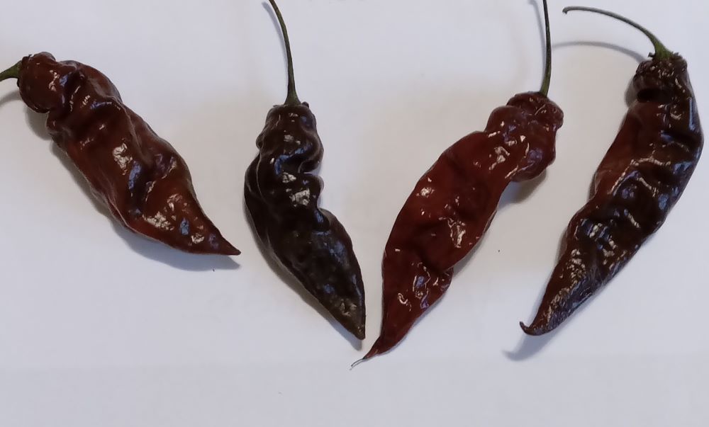 Pepper Seedling - Fatalii Chocolate