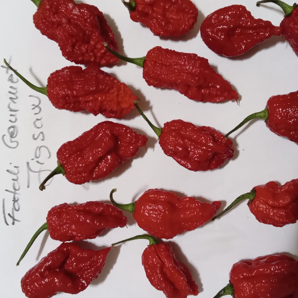Pepper Seedling - Fatalii Gourmet Jigsaw Red