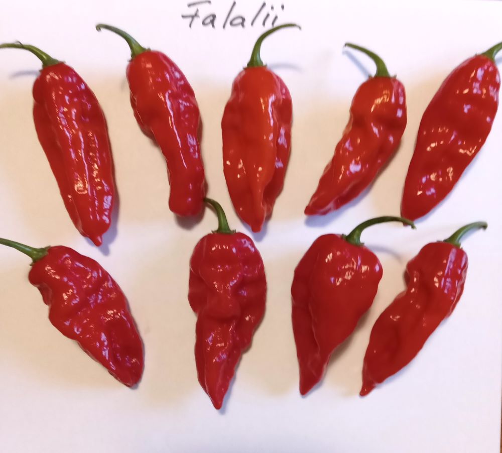 Pepper Seedling - Fatalii Red