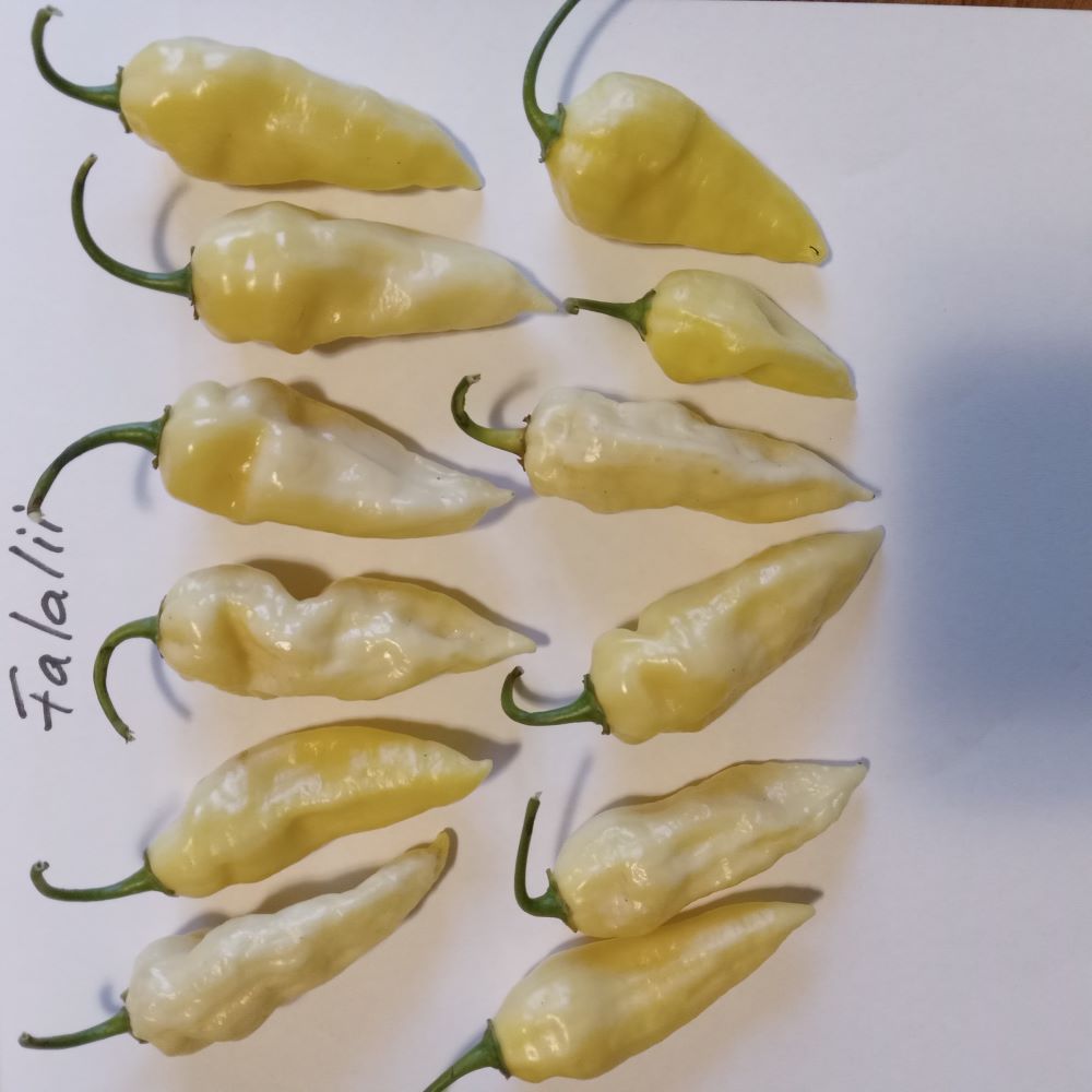 Pepper Seedling - Fatalii White
