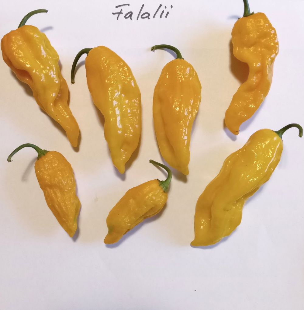 Pepper Seedling - Fatalii Yellow