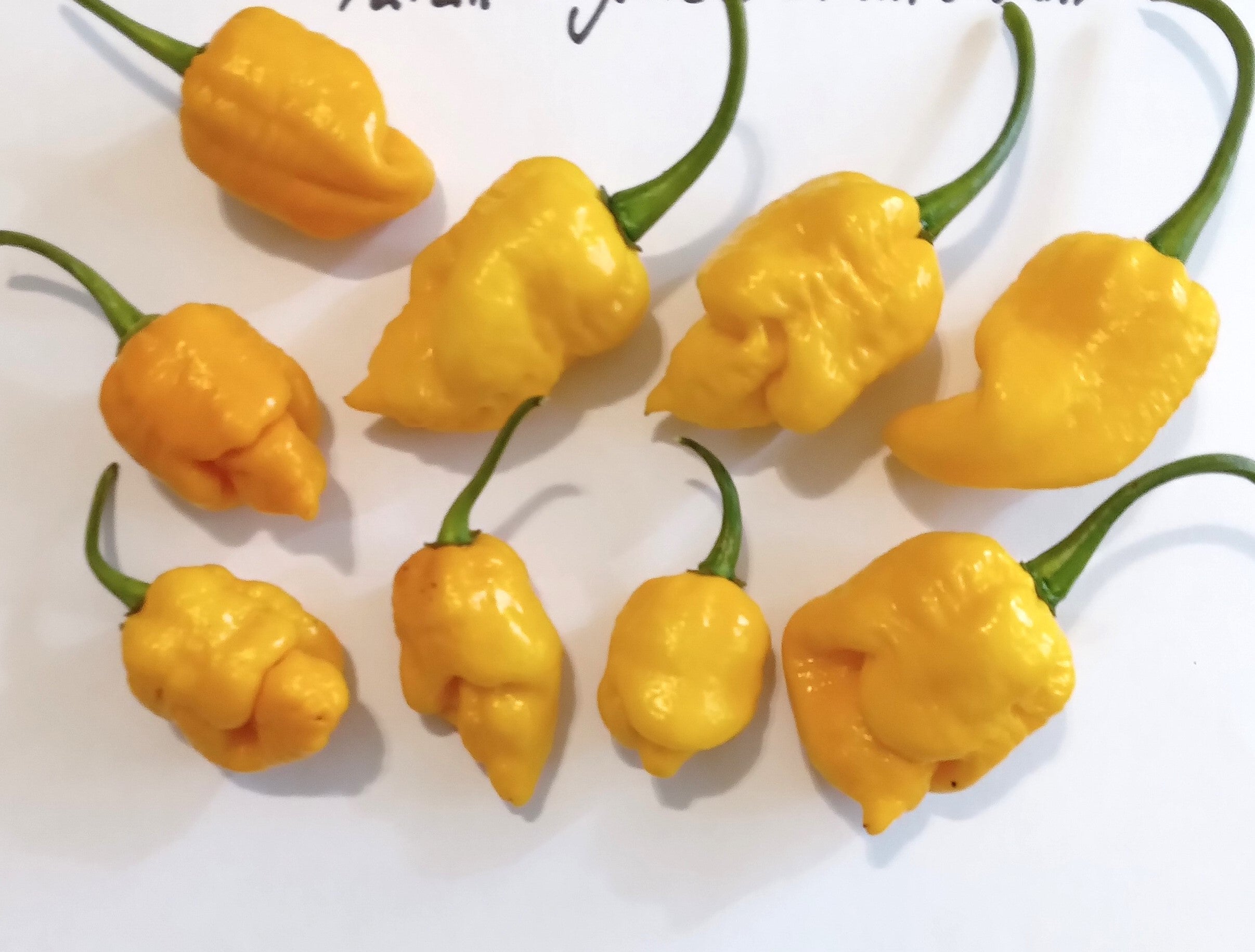 Pepper Seedling - Fatalii x Yellow Brain Strain