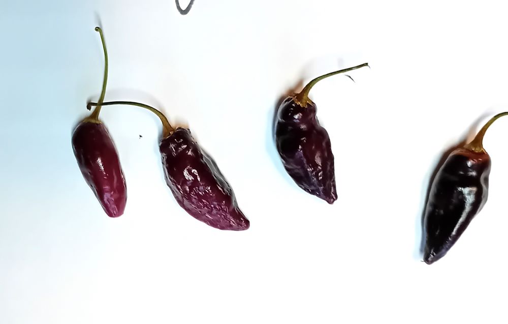 Pepper Seedling - Fidalgo Roxa