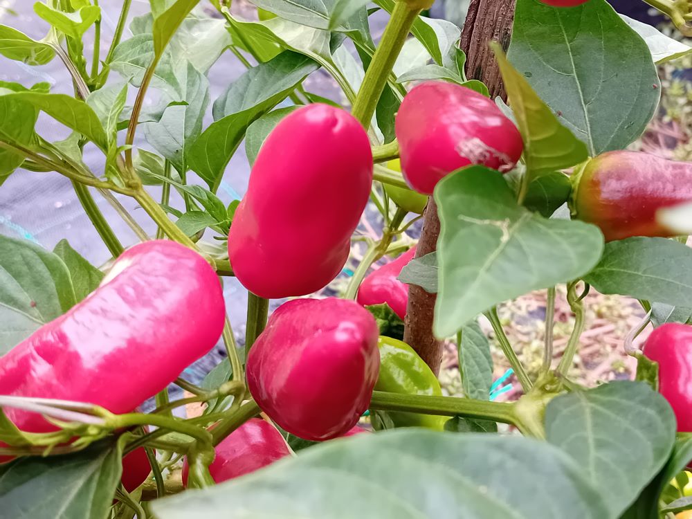 Pepper Seedling - Fresno