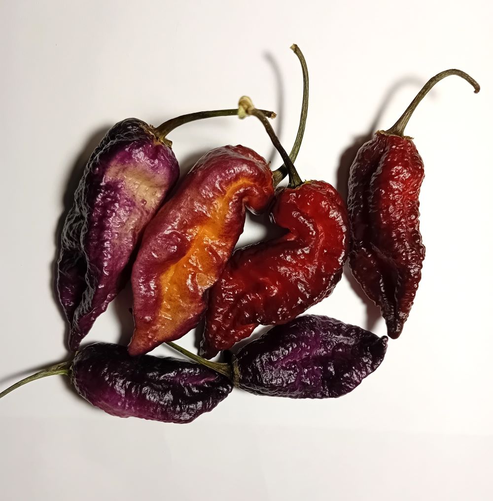 Pepper Seedling - Gator Jigsaw Purple