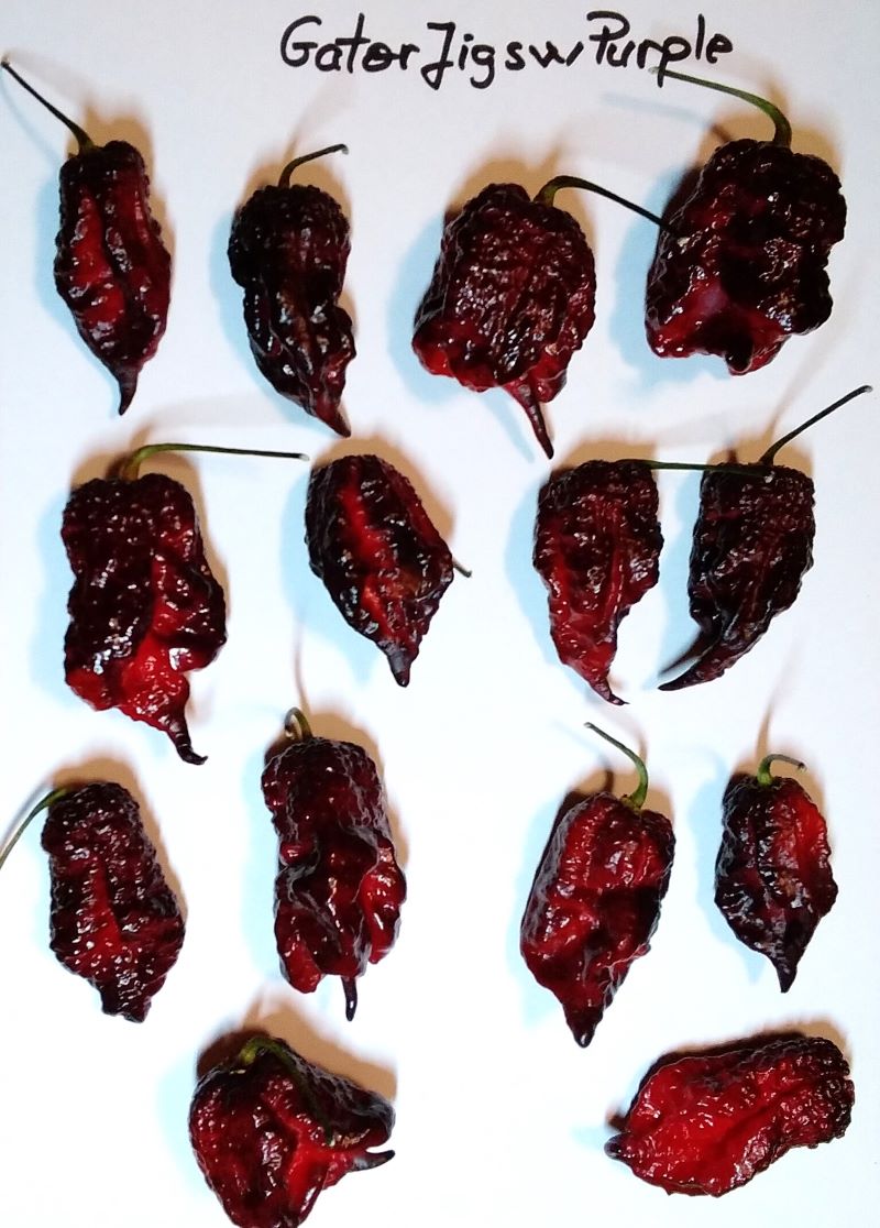 Pepper Seedling - Gator Jigsaw Purple