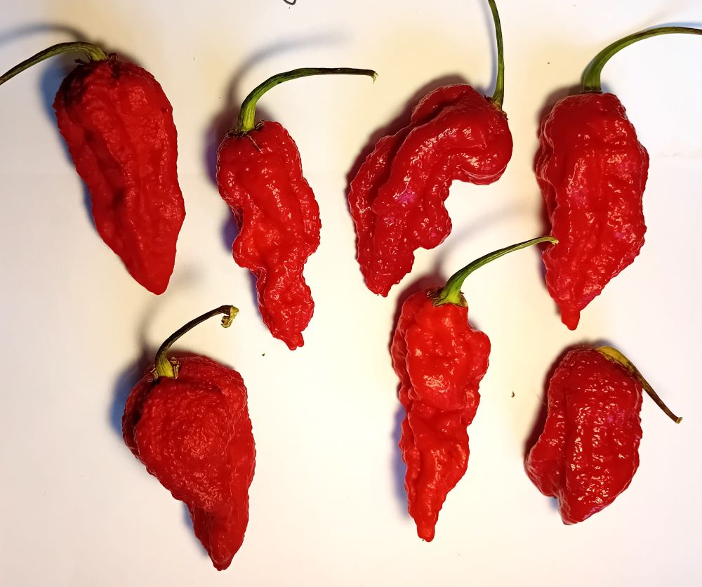 Pepper Seedling - Genghis Khan Brain