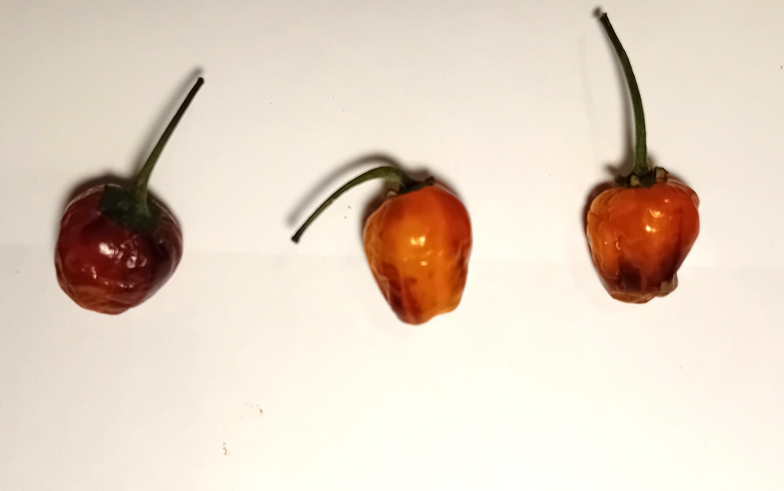 Răsad Ardei - Golden Nuget