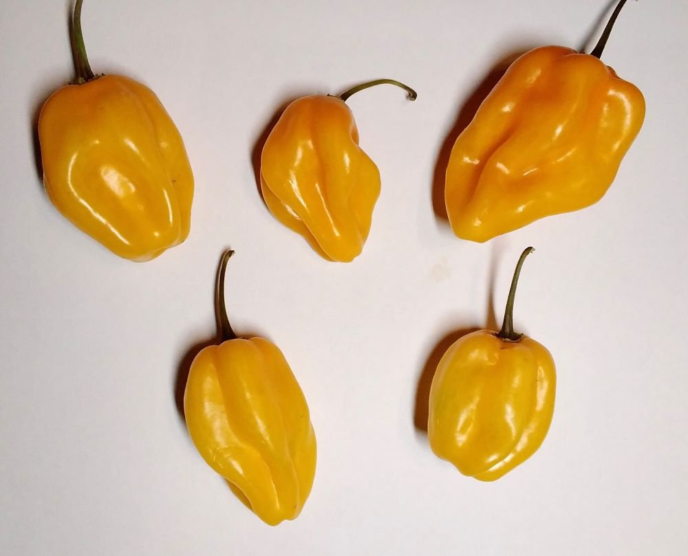 Seminţe Ardei - Habanero Marobie