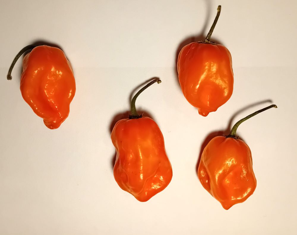 Seminţe Ardei - Habanero Orange
