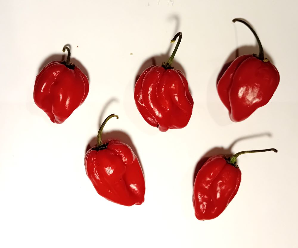 Seminţe Ardei - Habanero Red