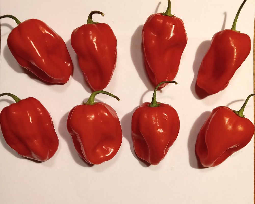 Seminţe Ardei - Habanero Red Savinia