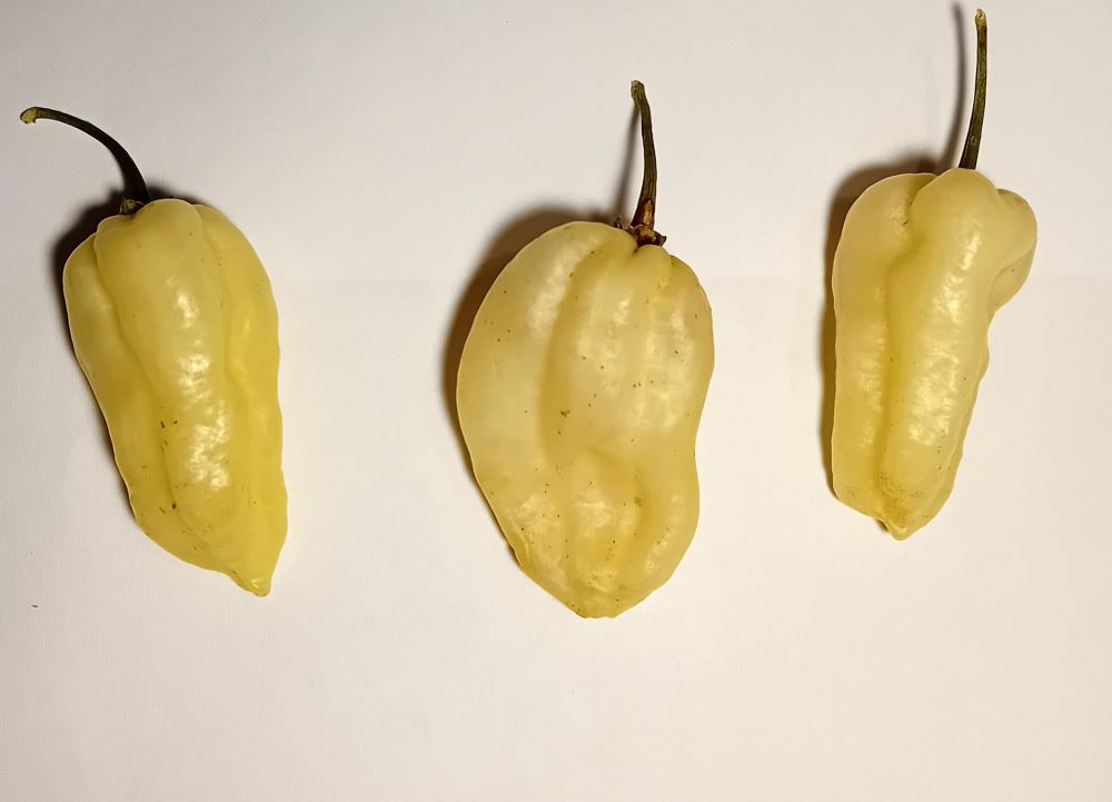 Ardei proaspăt Habanero White