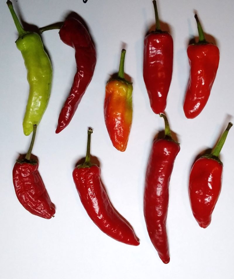 Seminţe Ardei - Hungarian Hot Wax