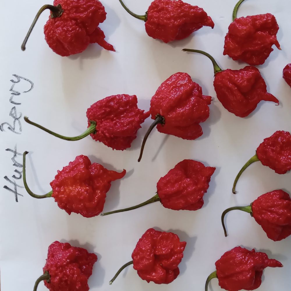 Seminţe Ardei - Hurt Berry