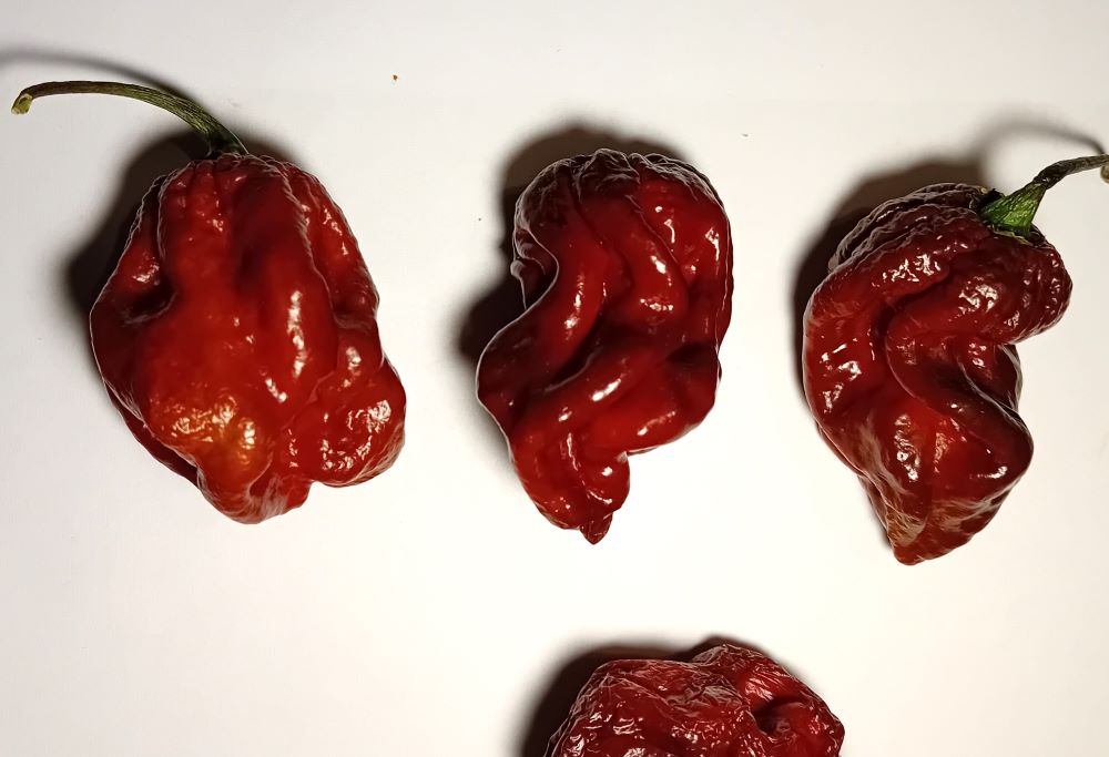 Seminţe Ardei - Hydra Chocolate