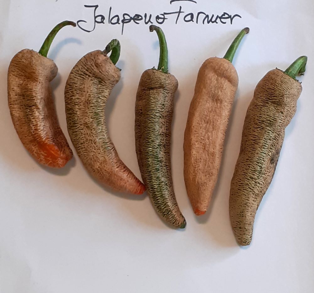 Seminţe Ardei - Jalapeno Farmer's