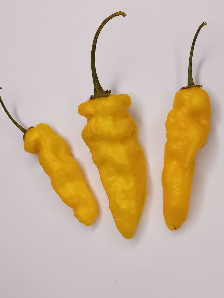 Seminţe Ardei - Jalapeno Lemon Ghostly