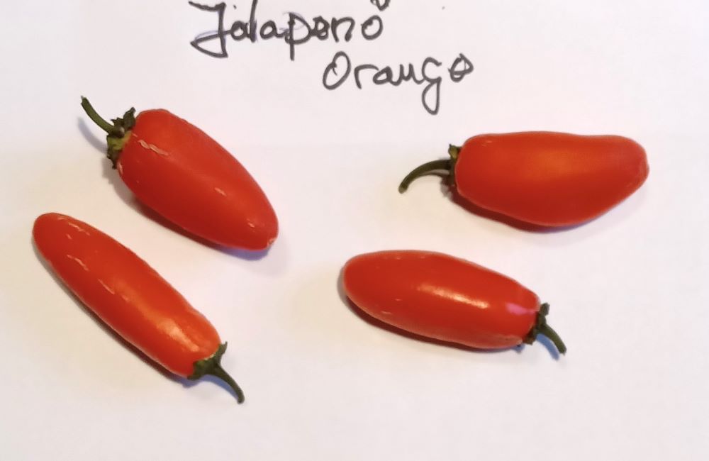 Seminţe Ardei - Jalapeno Orange
