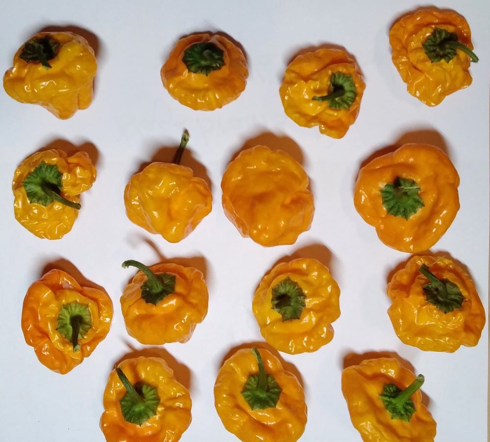 Seminţe Ardei - Jamaican Yellow