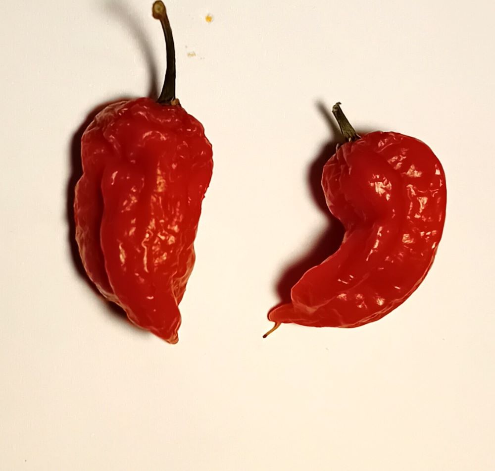 Seminţe Ardei - Jayboc Butterschotch