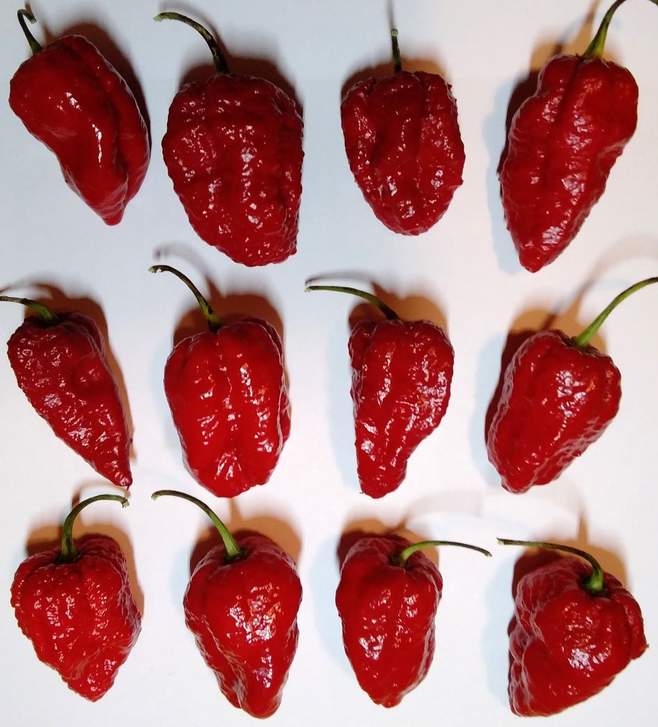 Seminţe Ardei - Jigsaw Chocolate