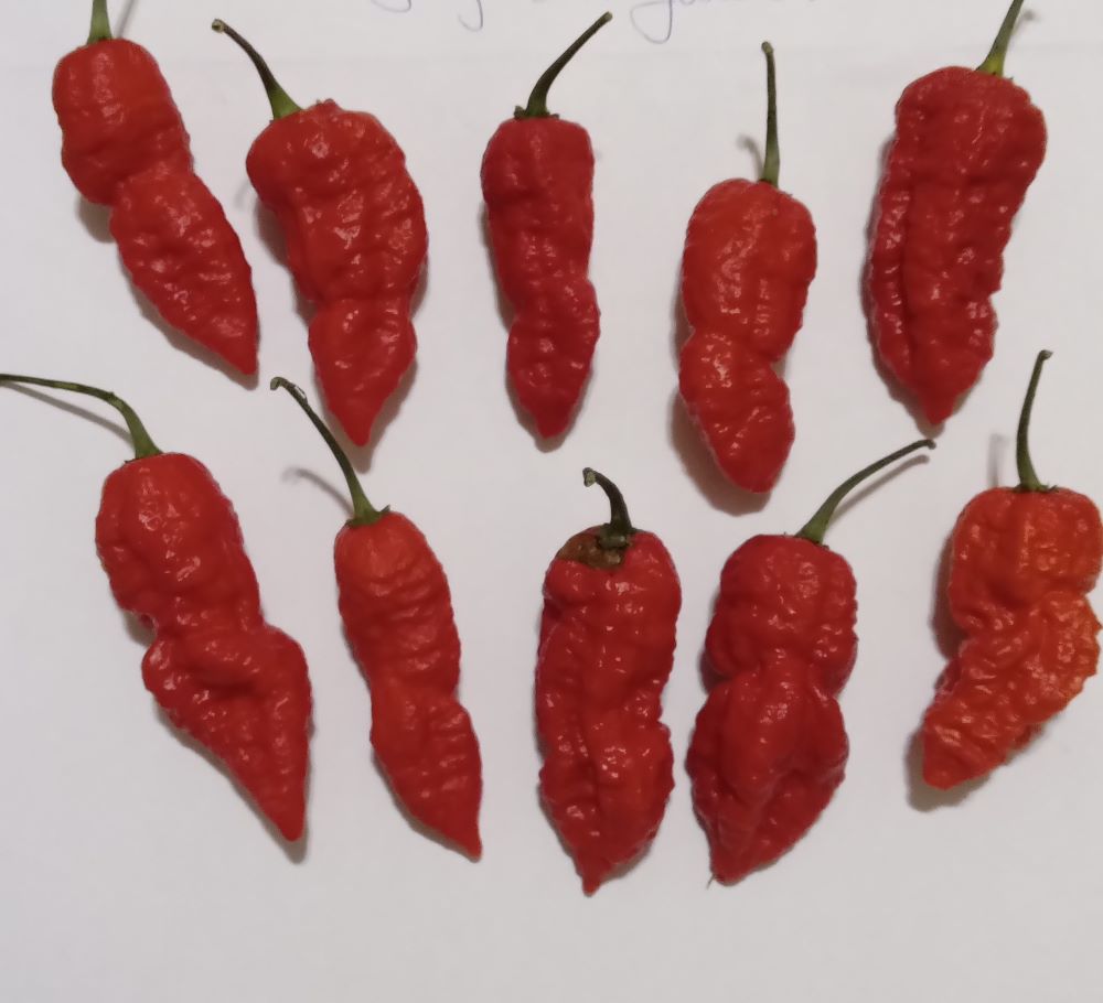 Seminţe Ardei - Jigsaw Junior