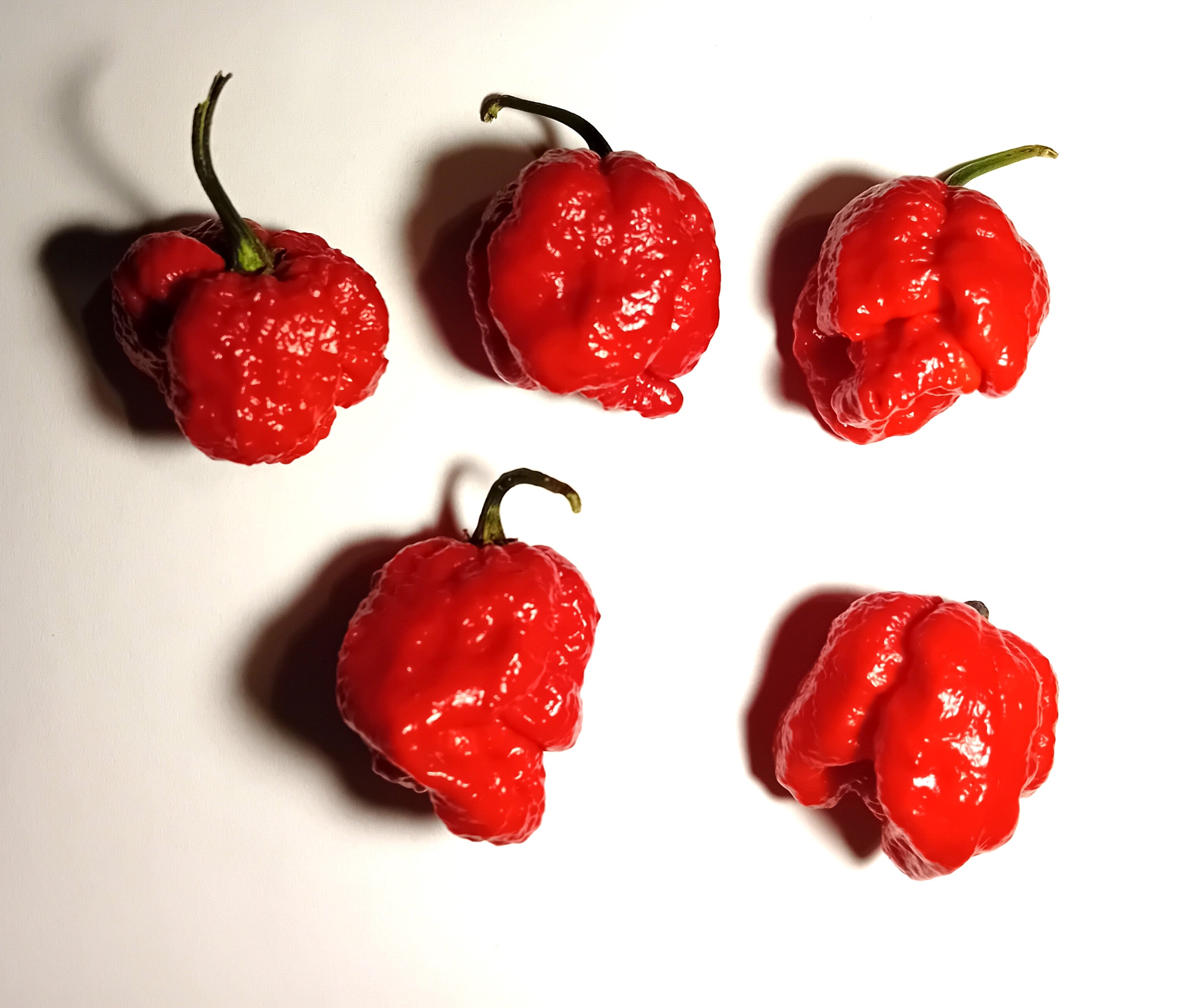 Seminţe Ardei - Jigsaw Moruga