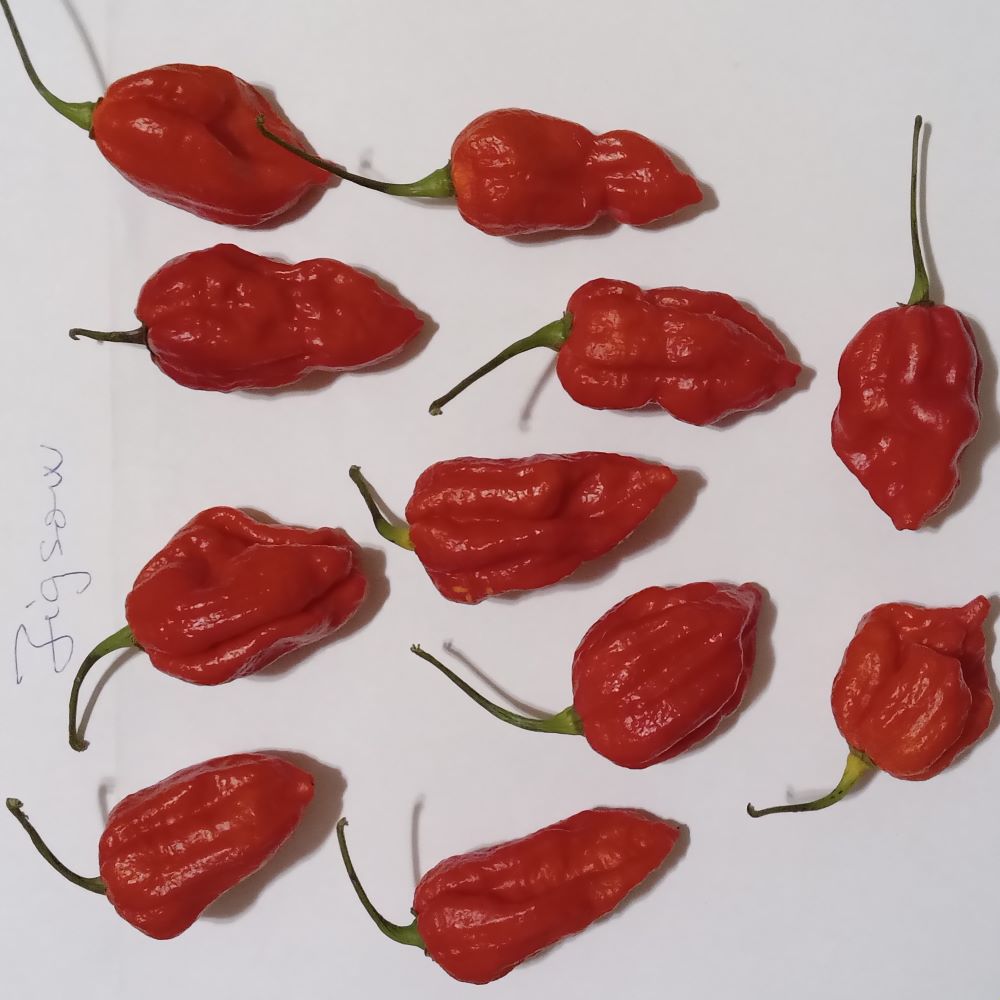 Seminţe Ardei - Jigsaw Premium