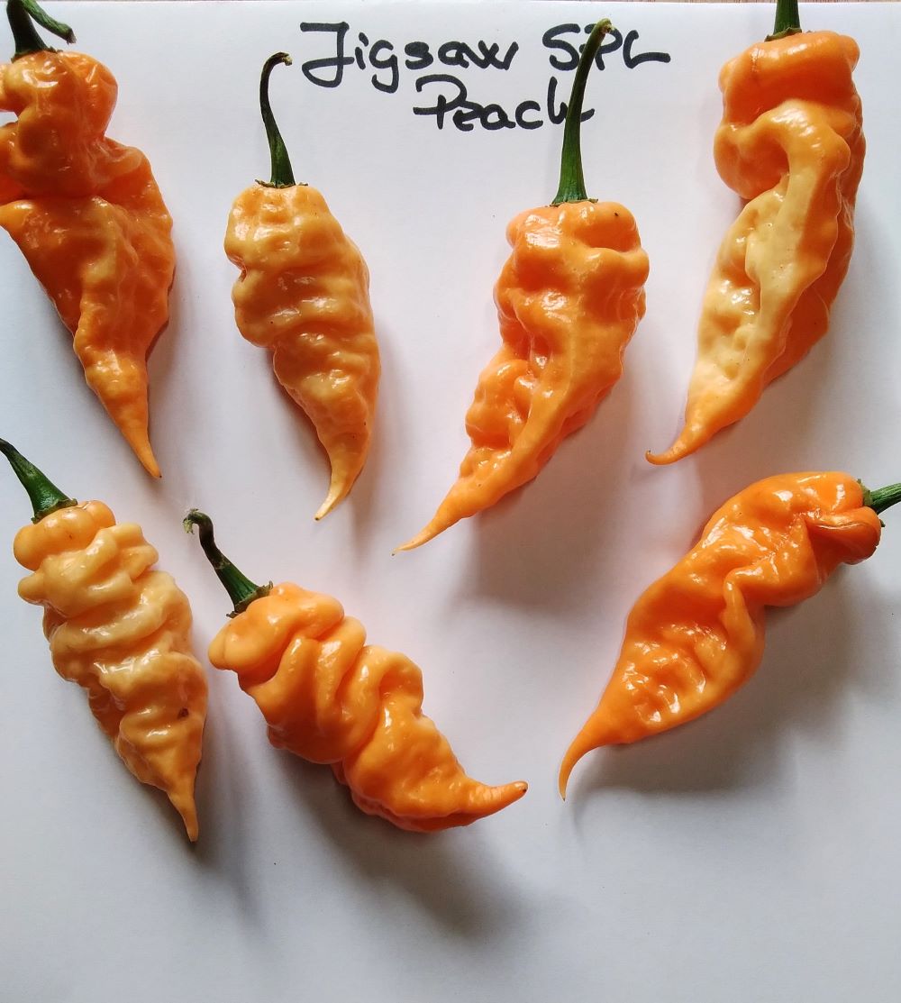 Seminţe Ardei - Jigsaw Peach SLP