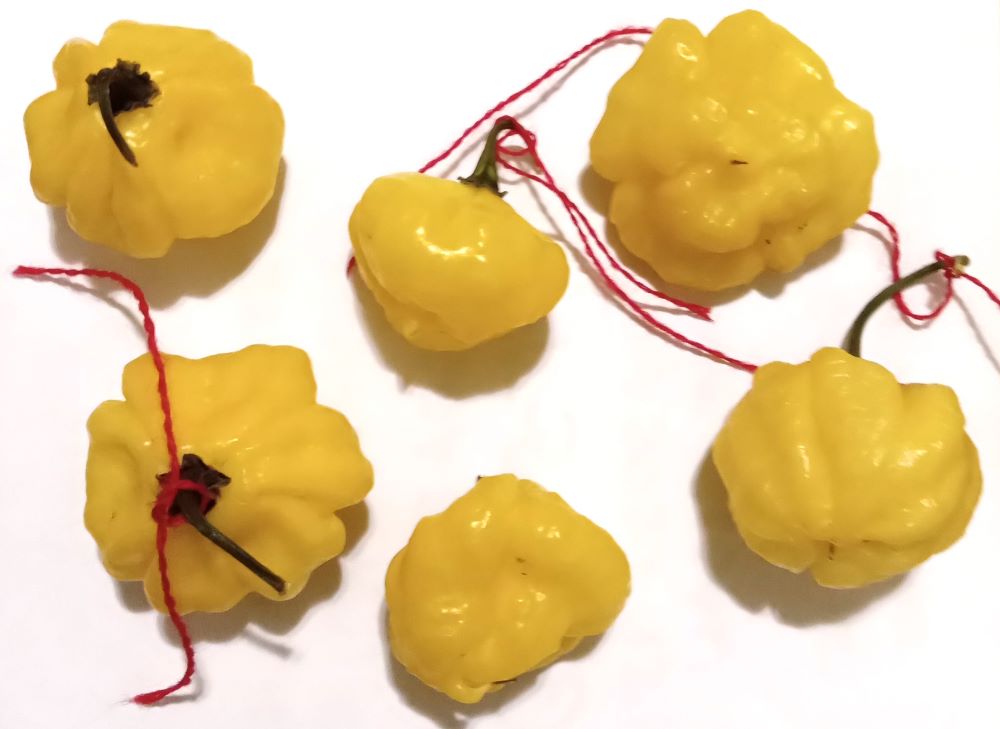 Seminţe Ardei - KS Lemon Starrburst