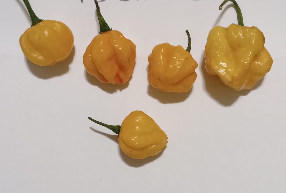 Seminţe Ardei - KS Peach Starrkist