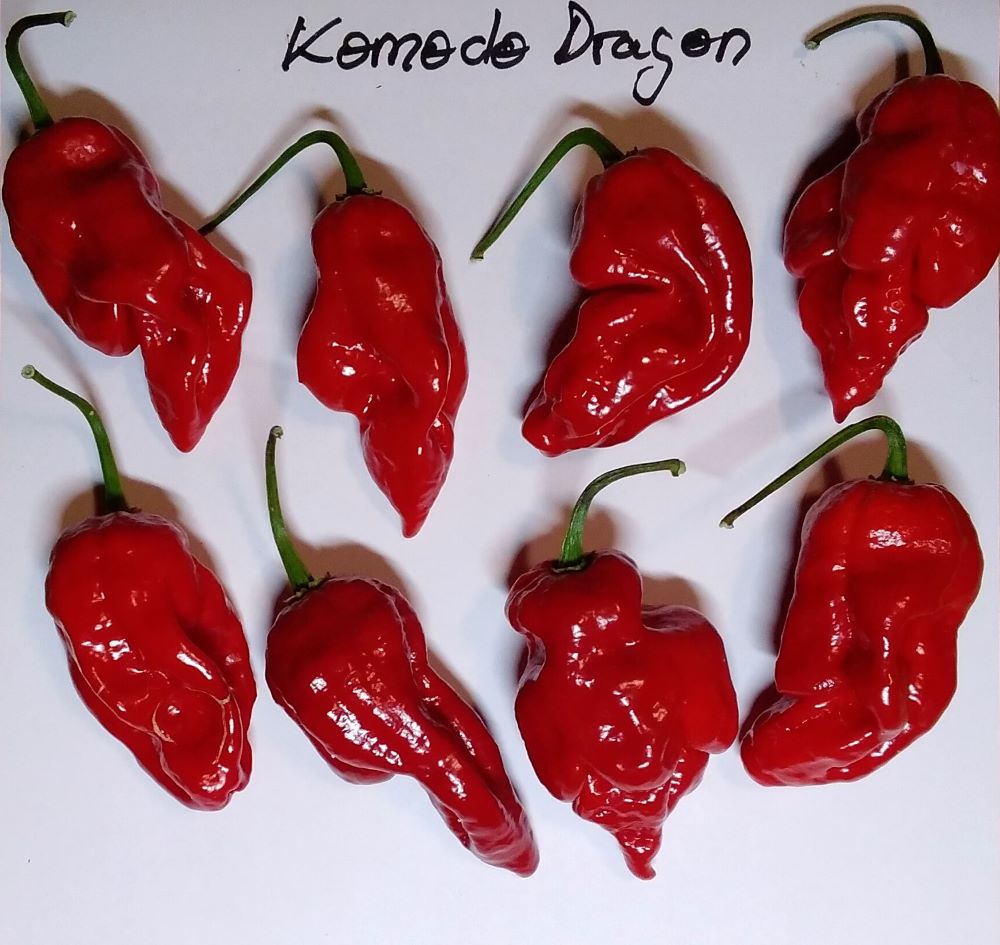 Seminţe Ardei - Komodo Dragon