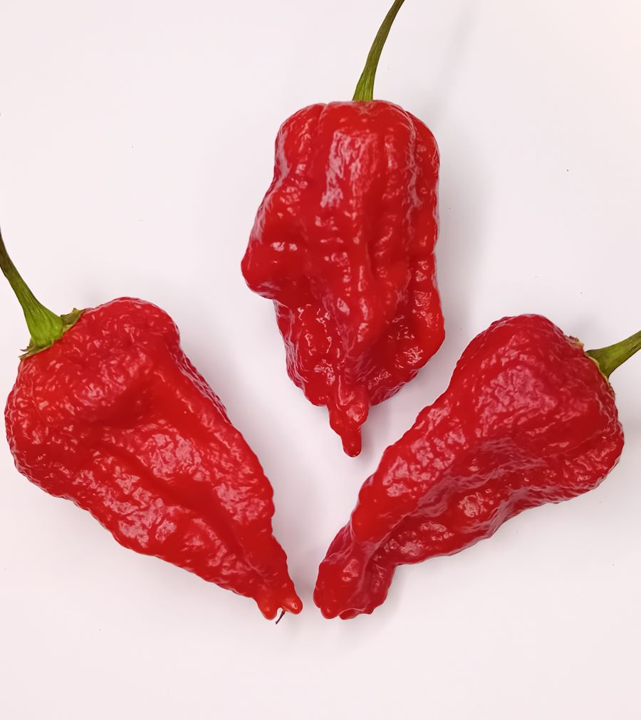 Seminţe Ardei - Kraken Scorpion Red