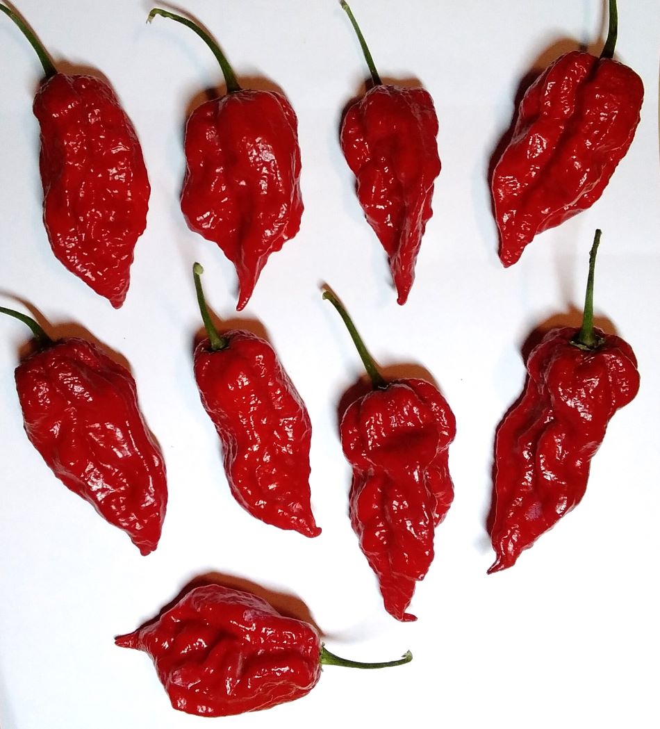 Seminţe Ardei - Kraken Scorpion Red