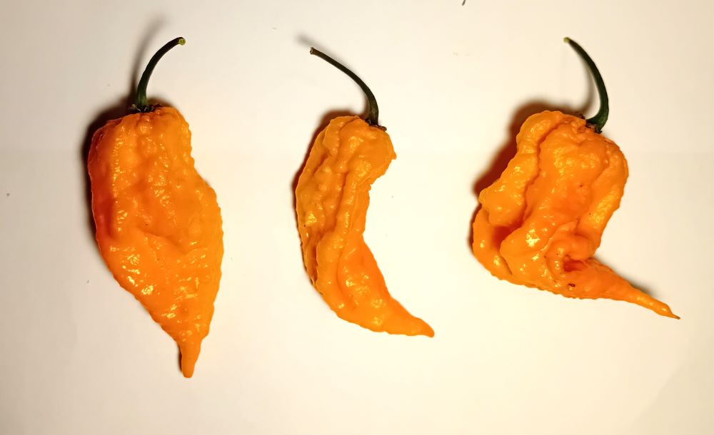 Seminţe Ardei - Kraken Scorpion Yellow