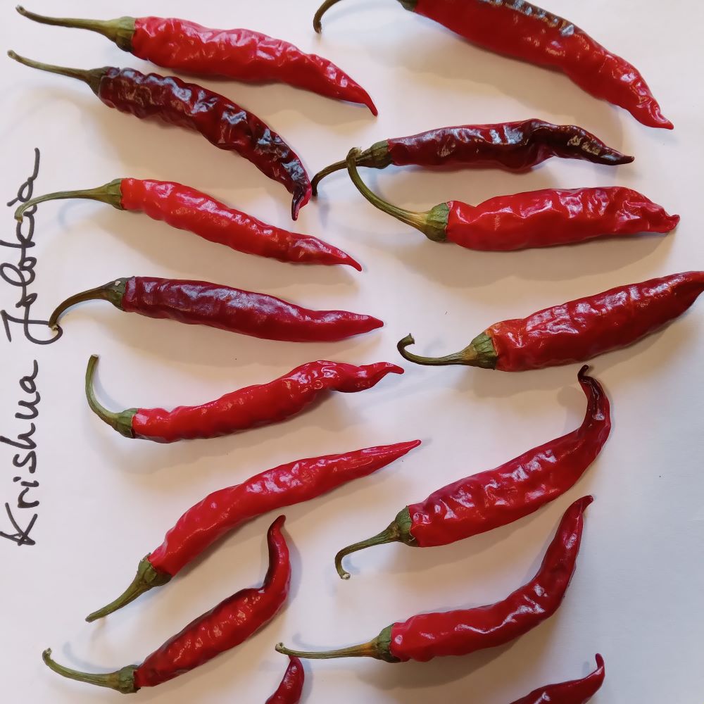 Seminţe Ardei - Krishna Jolokia