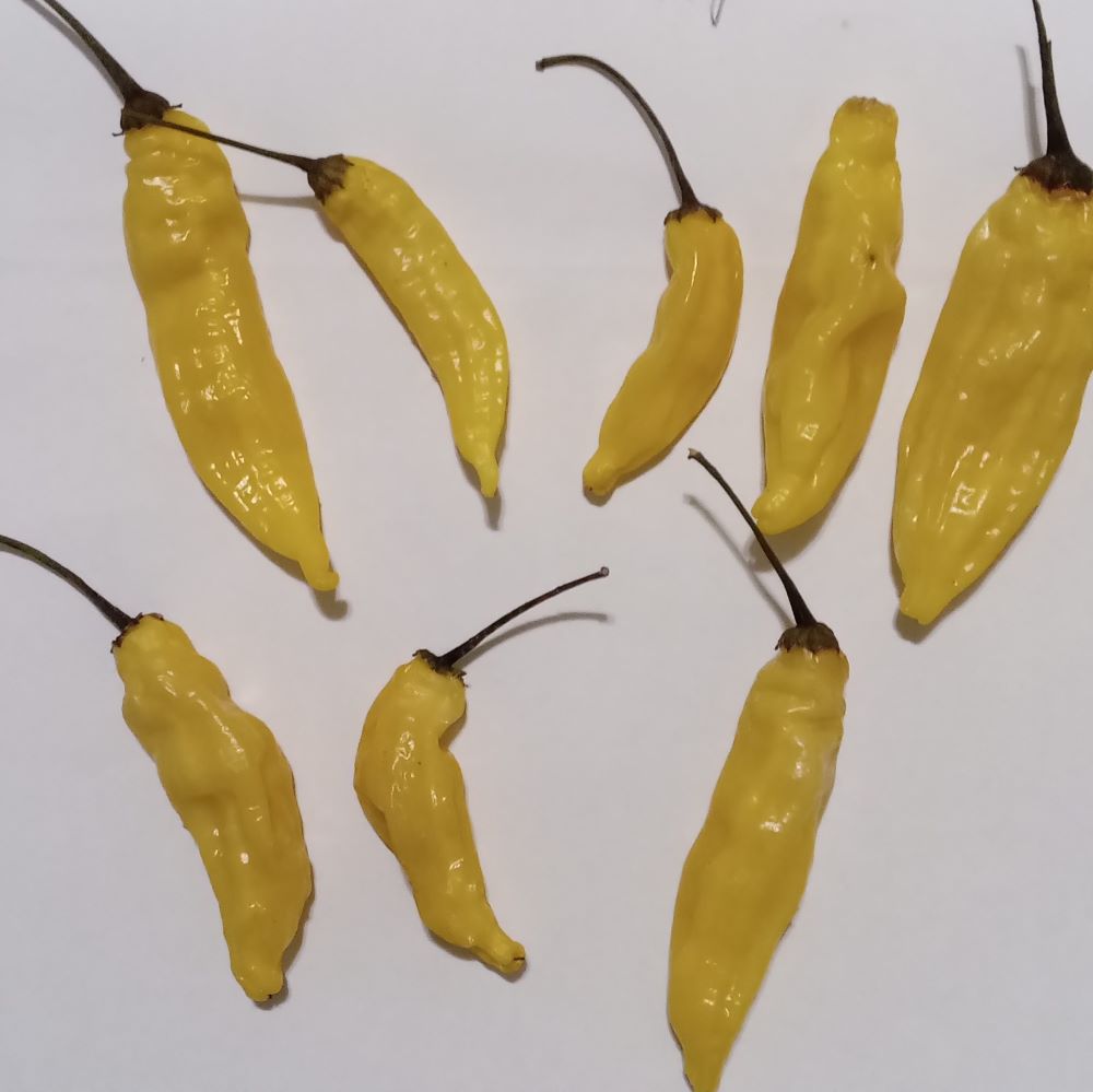 Seminţe Ardei - Lemon Drop