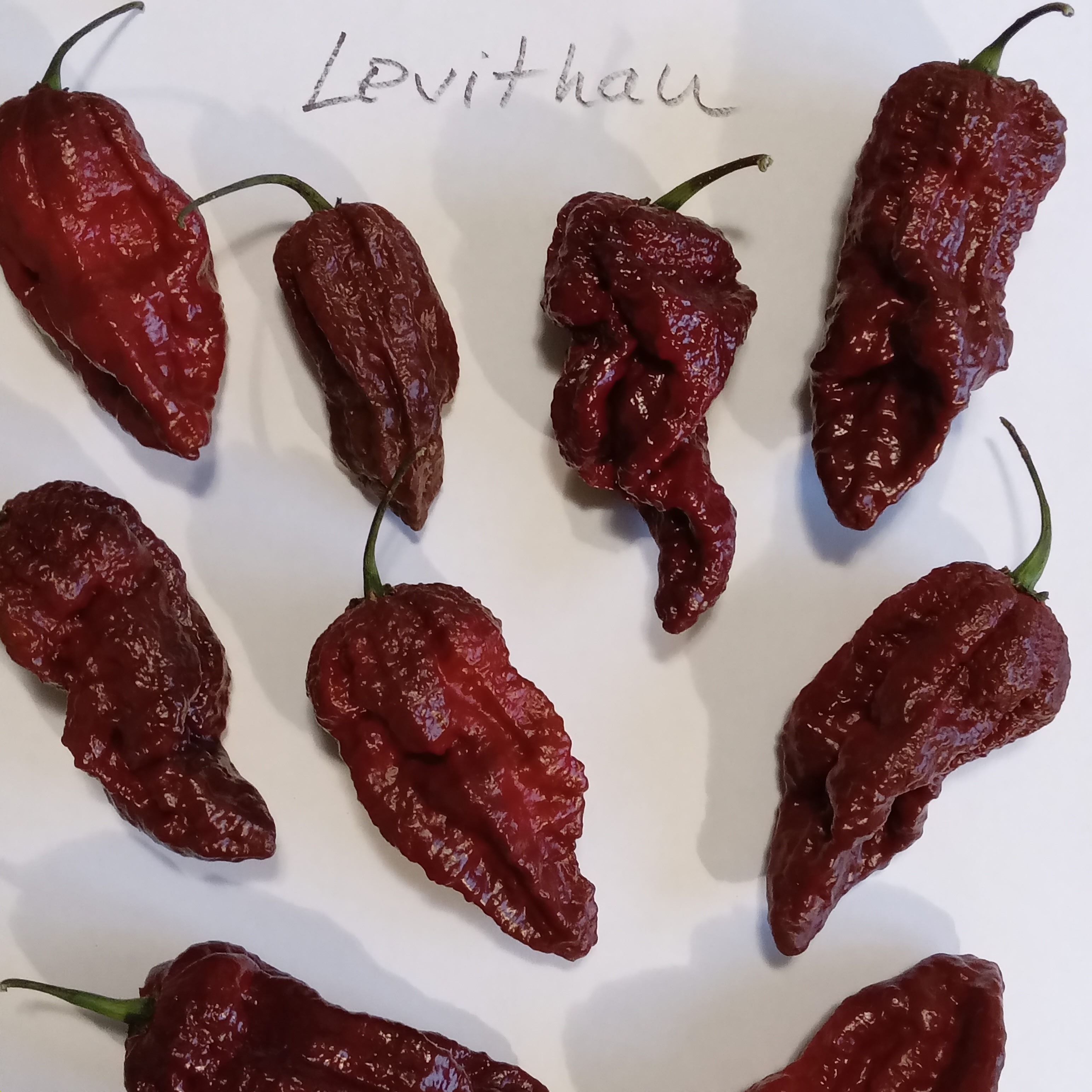 Seminţe Ardei - Leviathan Chocolate