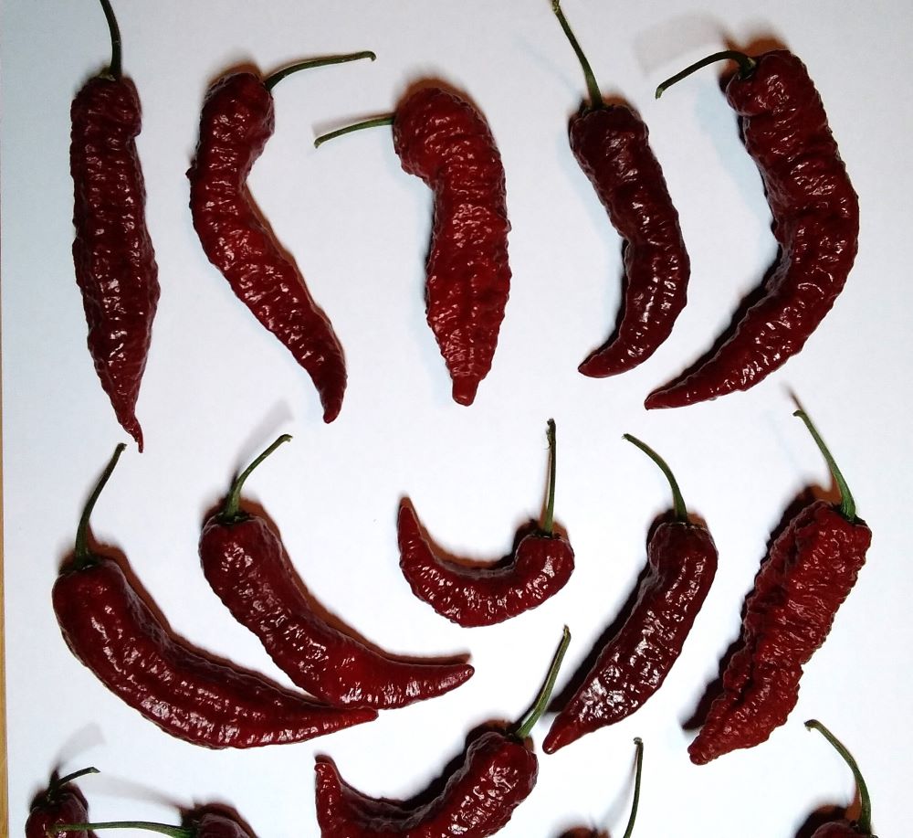 Seminţe Ardei - Leviathan Chocolate