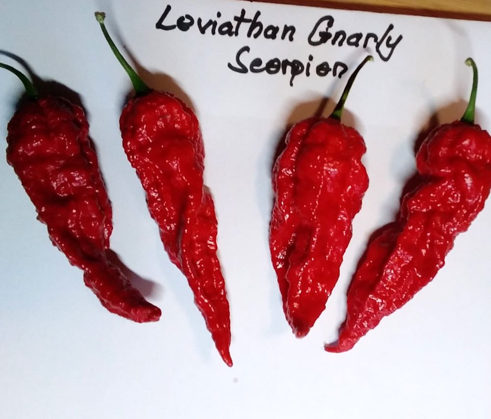 Seminţe Ardei - Leviathan Gnarly Scorpion