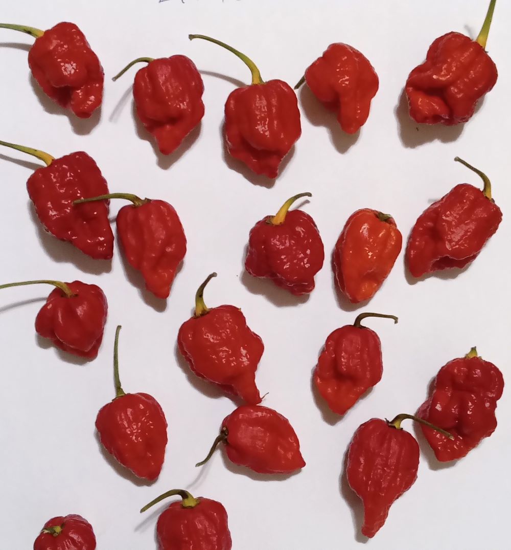 Pepper Seedling - Hurt Berry