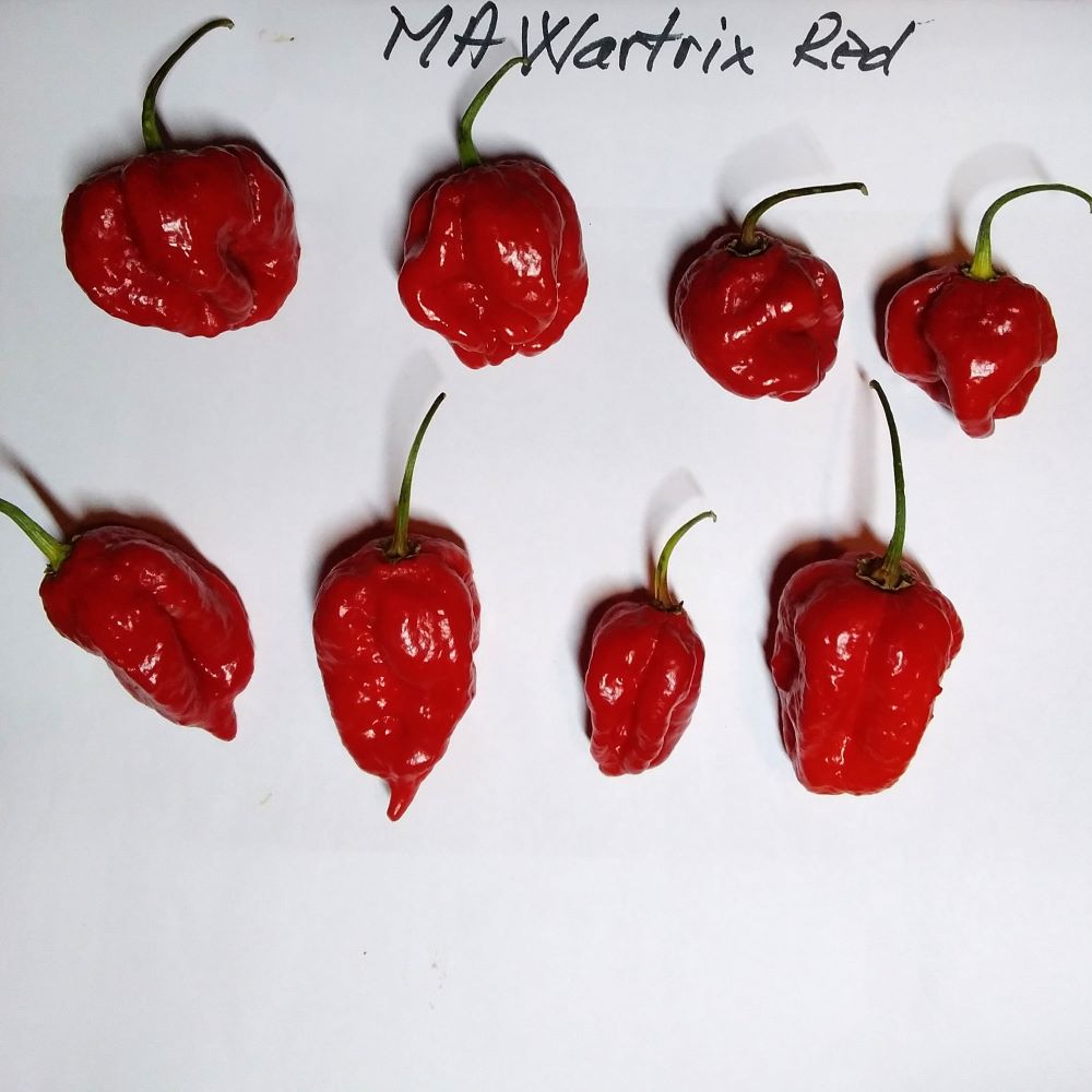 Seminţe Ardei - MA Wartryx Red